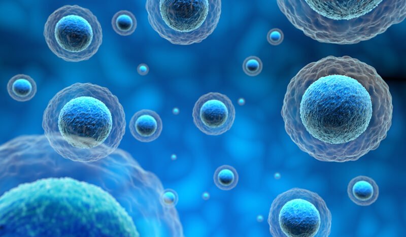 Cellular Longevity Explained: Why Aging Begins at the Cellular Level